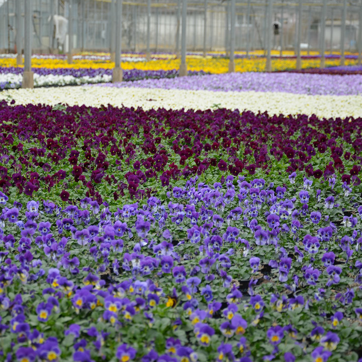 Gemüse, Kräuter, Blumen und Gärtnerdörfer